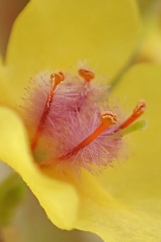 Verbascum x mixtum