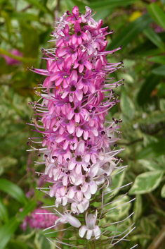 Veronica 'Great Orme