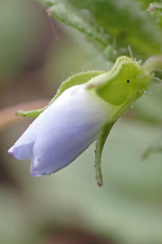 Green Field Speedwell