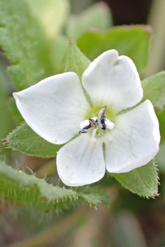 Green Field Speedwell