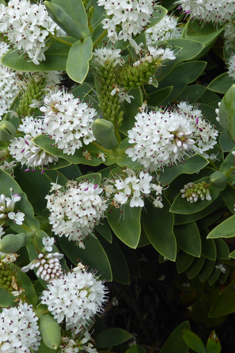 Veronica albicans