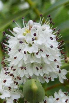 Veronica albicans