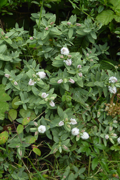 Veronica albicans