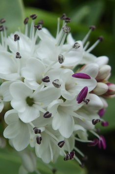 Veronica albicans