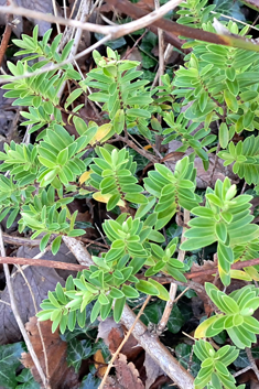 Veronica rakaiensis