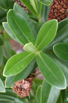Veronica 'Wiri Image