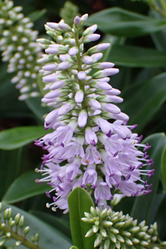 Veronica 'Wiri Image