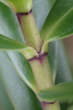 Veronica 'Wiri Image