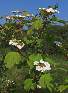Guelder-rose