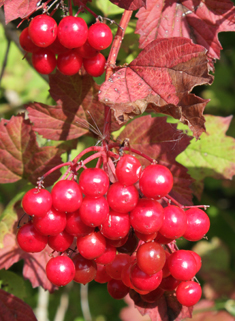 Guelder-rose