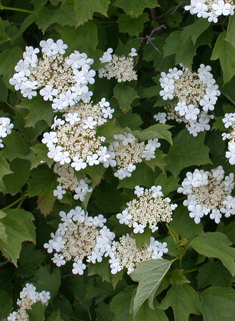 Guelder-rose