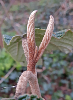 Wrinkled Viburnum