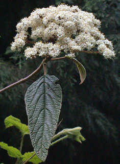 Wrinkled Viburnum