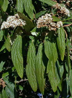 Wrinkled Viburnum