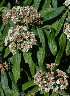 Wrinkled Viburnum