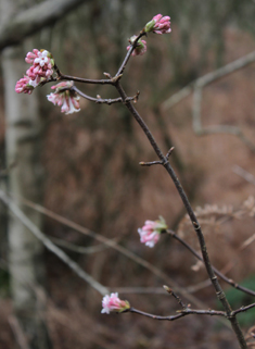 Bodnant Viburnum