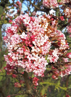 Bodnant Viburnum