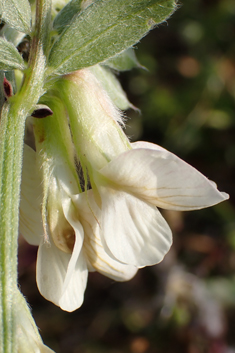 Hungarian Vetch