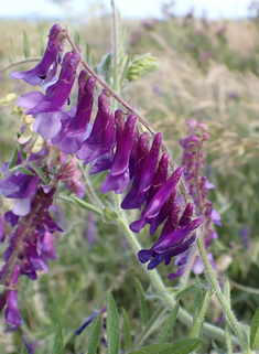 Hairy Vetch