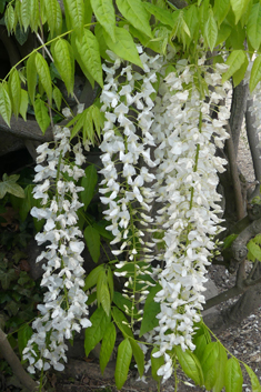 Japanese Wisteria