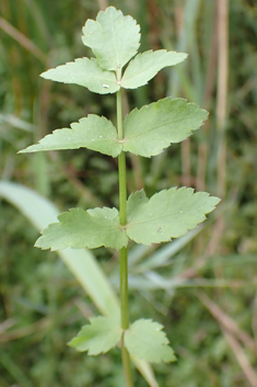Hybrid Water-parsnip