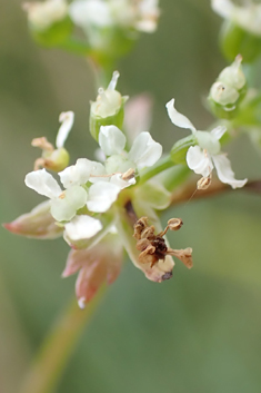 Hybrid Water-parsnip
