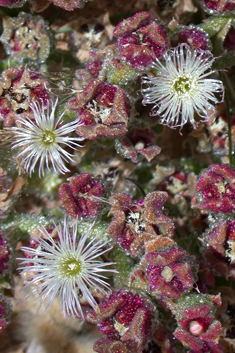 Common Iceplant