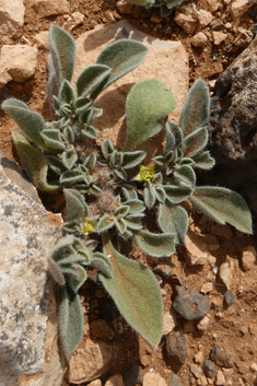 Canary Islands Iceplant