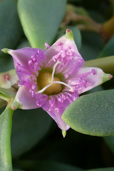 Shoreline Purslane