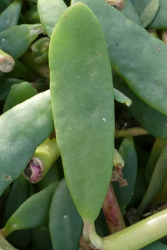 Shoreline Purslane