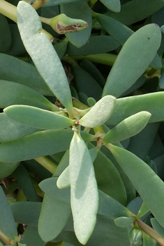 Shoreline Purslane