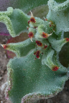 Common Iceplant