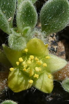 Canary Islands Iceplant