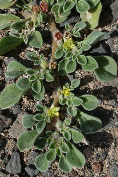 Canary Islands Iceplant