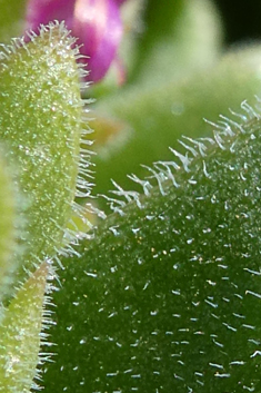 Hispid Dewplant
