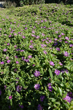 Hispid Dewplant