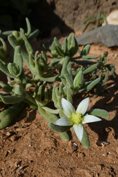Aizoanthemopsis hispanica