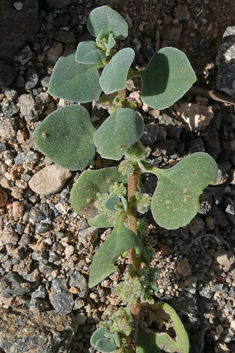 Tetragonia echinata
