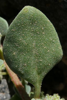 Tetragonia echinata