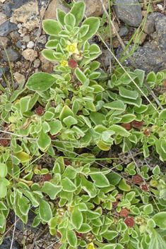 Canary Islands Iceplant