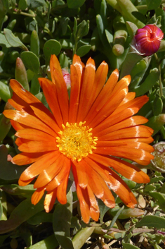 Coppery Dewplant