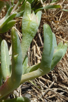 Coppery Dewplant