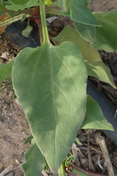 Patellifolia patellaris