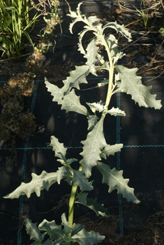 Atriplex semilunaris