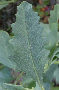 Atriplex semilunaris