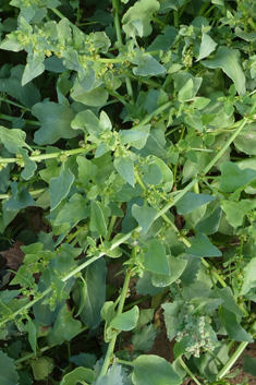 Patellifolia patellaris