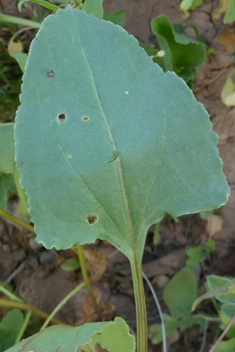 Patellifolia patellaris
