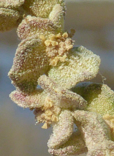 Shrubby Orache