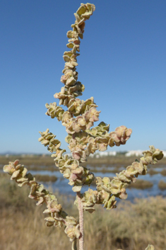 Shrubby Orache