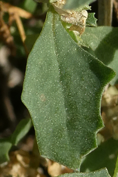 Atriplex suberecta